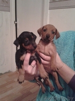 Продаются щенки цвергпинчера (карликовый доберман) - Изображение #4, Объявление #1158250