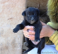 Крошечные щеночки на любой вкус! - Изображение #1, Объявление #1166831