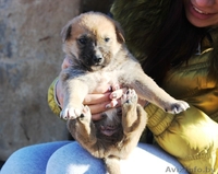 Крошечные щеночки на любой вкус! - Изображение #2, Объявление #1166831