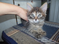 полосаты котята в дар. - Изображение #1, Объявление #1164222