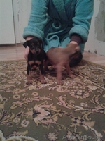 Продаются щенки цвергпинчера (карликовый доберман) - Изображение #5, Объявление #1158250