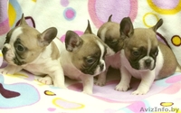 Французкий бульдог щенки. - Изображение #1, Объявление #1163852