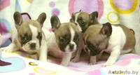 Французкий бульдог щенки. - Изображение #2, Объявление #1163852