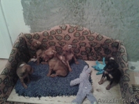 Продаются щенки цвергпинчера (карликовый доберман) - Изображение #1, Объявление #1158250