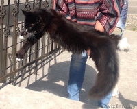 Мейн-куны черные, серебрянные, дымные, мрамора и солиды. - Изображение #3, Объявление #1080754