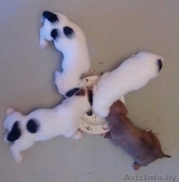 Щенки в дар бассет хаунд (мама бассет-хаунд, отец не породный) - Изображение #3, Объявление #1160028