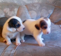 Щенки в дар бассет хаунд (мама бассет-хаунд, отец не породный) - Изображение #4, Объявление #1160028