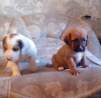 Щенки в дар бассет хаунд (мама бассет-хаунд, отец не породный) - Изображение #5, Объявление #1160028