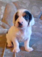 Щенки в дар бассет хаунд (мама бассет-хаунд, отец не породный) - Изображение #6, Объявление #1160028