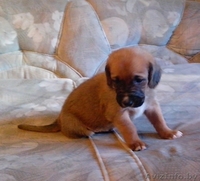 Щенки в дар бассет хаунд (мама бассет-хаунд, отец не породный) - Изображение #9, Объявление #1160028