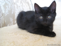 Котята в добрые и ласковые ручки!!! - Изображение #1, Объявление #1165591