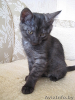 Котята в добрые и ласковые ручки!!! - Изображение #3, Объявление #1165591