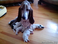 Щенки в дар бассет хаунд (мама бассет-хаунд, отец не породный) - Изображение #1, Объявление #1160028