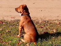 Щенки в дар бассет хаунд (мама бассет-хаунд, отец не породный) - Изображение #2, Объявление #1160028