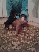 Продаются щенки цвергпинчера (карликовый доберман) - Изображение #2, Объявление #1158250