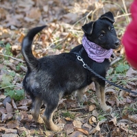 Фенечка на счастье! Щенок в добрые руки! - Изображение #2, Объявление #1175442