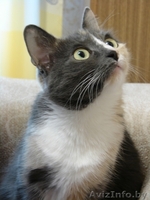 Оплачу услугу в приеме кошки - Изображение #3, Объявление #1182863