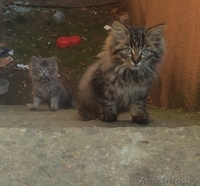 котята.пушистые малыши даром - Изображение #1, Объявление #1173692