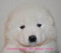 щенки самоеды (самоедская собака,самоедская лайка) - Изображение #2, Объявление #1180643