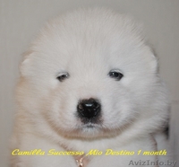 щенки самоеды (самоедская собака,самоедская лайка) - Изображение #1, Объявление #1180643