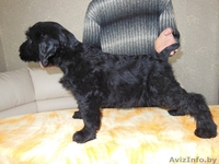 отличные щенки ризеншнауцера  - Изображение #2, Объявление #1169835