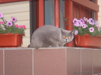 Чистокровные британские котята с полным комплектом документов - Изображение #3, Объявление #1182731