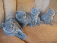 Чистокровные британские котята с полным комплектом документов - Изображение #1, Объявление #1182731
