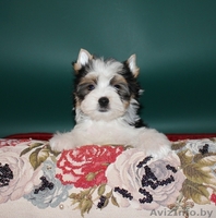 Красивые щенки бивер йоркширского терьера - Изображение #3, Объявление #1170209