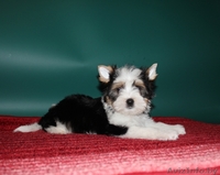 Красивые щенки бивер йоркширского терьера - Изображение #2, Объявление #1170209