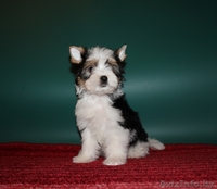 Красивые щенки бивер йоркширского терьера - Изображение #1, Объявление #1170209