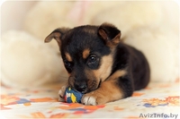 Щеночки крохотульки в дар! - Изображение #4, Объявление #1174906