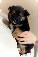 Щеночки крохотульки в дар! - Изображение #1, Объявление #1174906