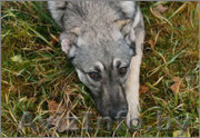 Вира- овчаристый щенок - девочка в дар!  - Изображение #1, Объявление #1161038