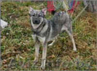 Вира- овчаристый щенок - девочка в дар!  - Изображение #3, Объявление #1161038