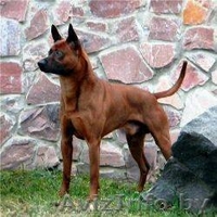 Щенки Тайский Риджбек - Изображение #3, Объявление #1190851