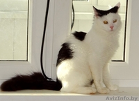 Котик Мирон ищет дом - Изображение #5, Объявление #1164963