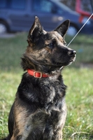 Молодая собачка - в дар! - Изображение #4, Объявление #1139091