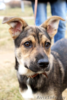 Малышка ищет постоянный дом! - Изображение #1, Объявление #1183915