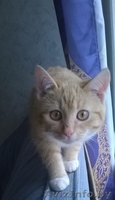 Рыжий котенок кошечка 5 мес - Изображение #2, Объявление #1192498
