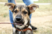 Малышка ищет постоянный дом! - Изображение #2, Объявление #1183915