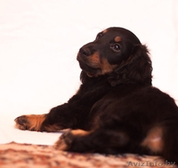 Щенки длинношерстной таксы - Изображение #5, Объявление #1189949