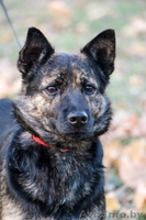 Молодая собачка - в дар! - Изображение #3, Объявление #1139091