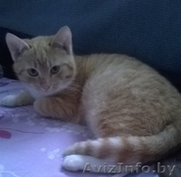 Рыжий котенок кошечка 5 мес - Изображение #1, Объявление #1192498