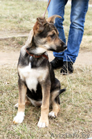 Малышка ищет постоянный дом! - Изображение #3, Объявление #1183915