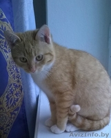 Рыжий котенок кошечка 5 мес - Изображение #5, Объявление #1192498