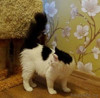 Котик Мирон ищет дом - Изображение #2, Объявление #1164963