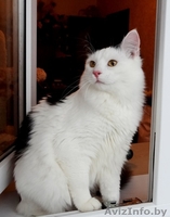 Котик Мирон ищет дом - Изображение #4, Объявление #1164963