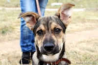 Малышка ищет постоянный дом! - Изображение #5, Объявление #1183915