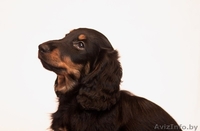 Щенки длинношерстной таксы - Изображение #2, Объявление #1189949