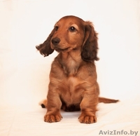 Щенки длинношерстной таксы - Изображение #4, Объявление #1189949